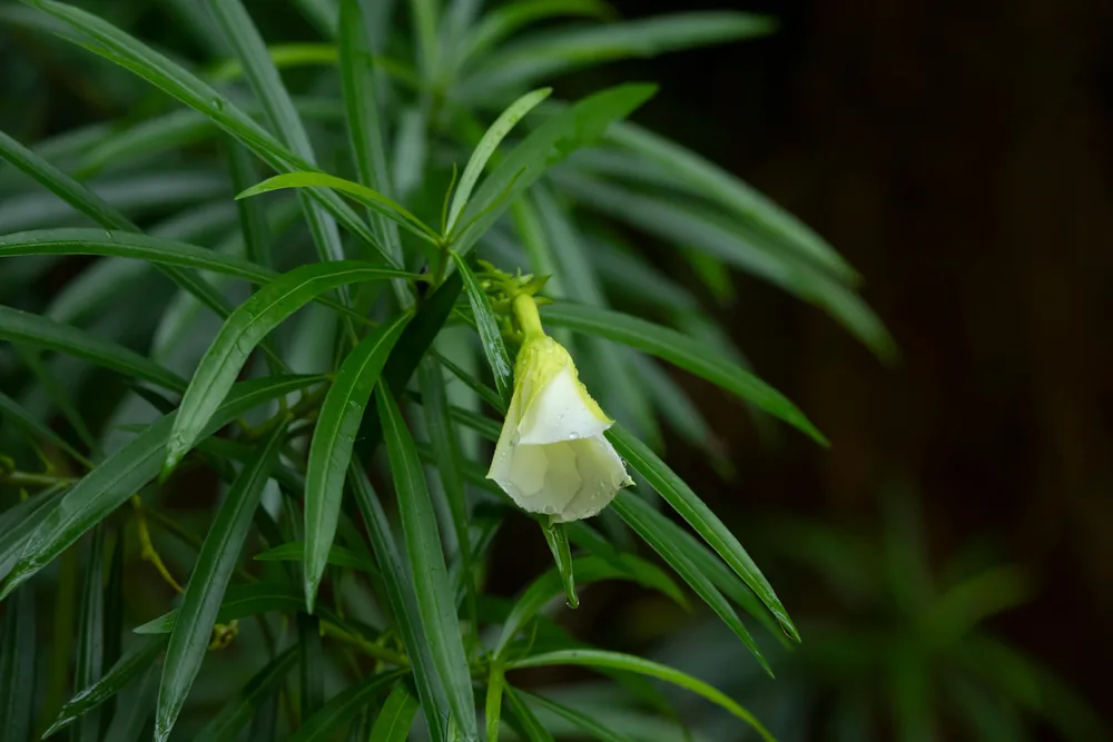 yellow oleander