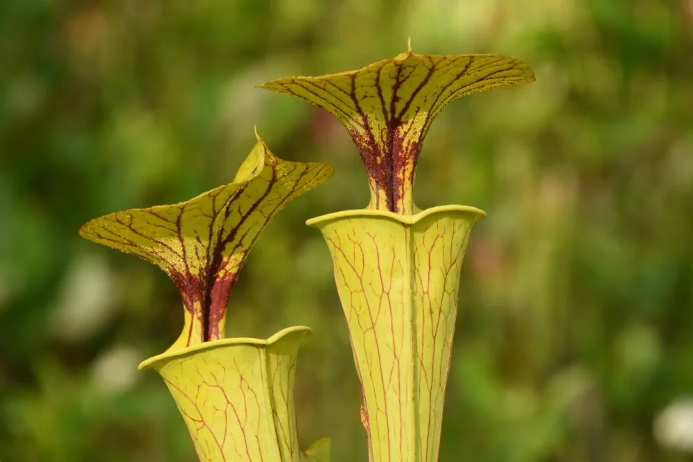 yellow pitcher plant