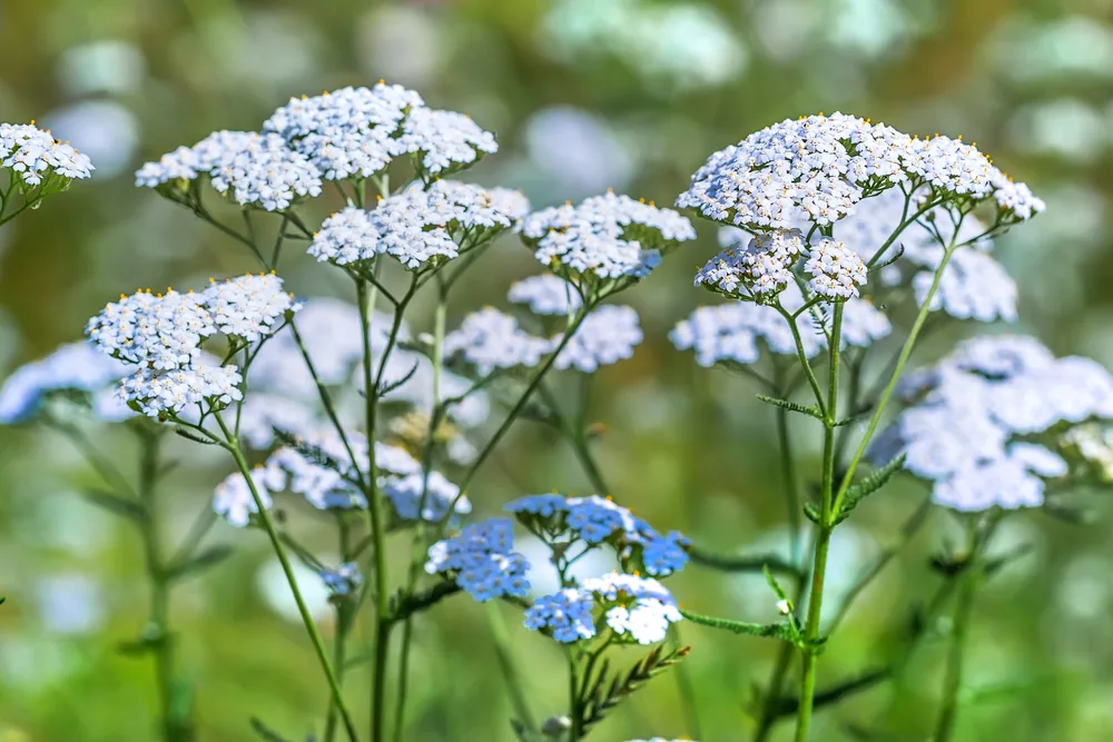 yarrow