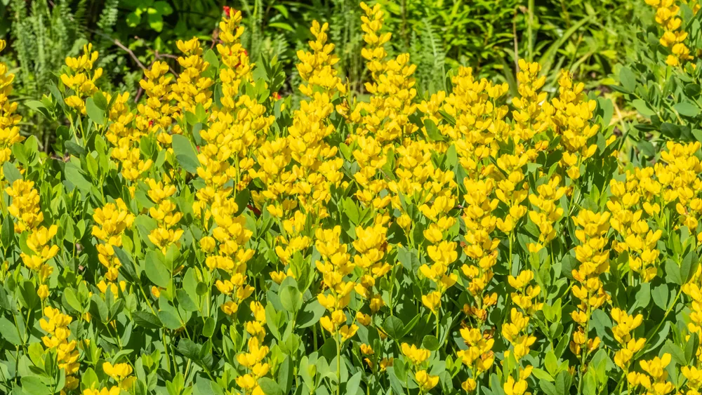 Yellow Wild Indigo