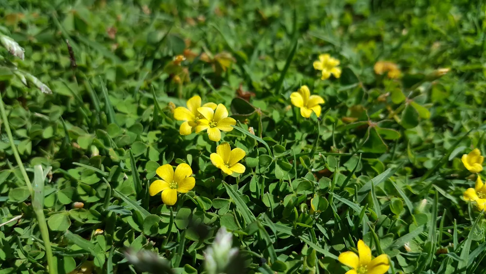 Yellow Wood Sorrel