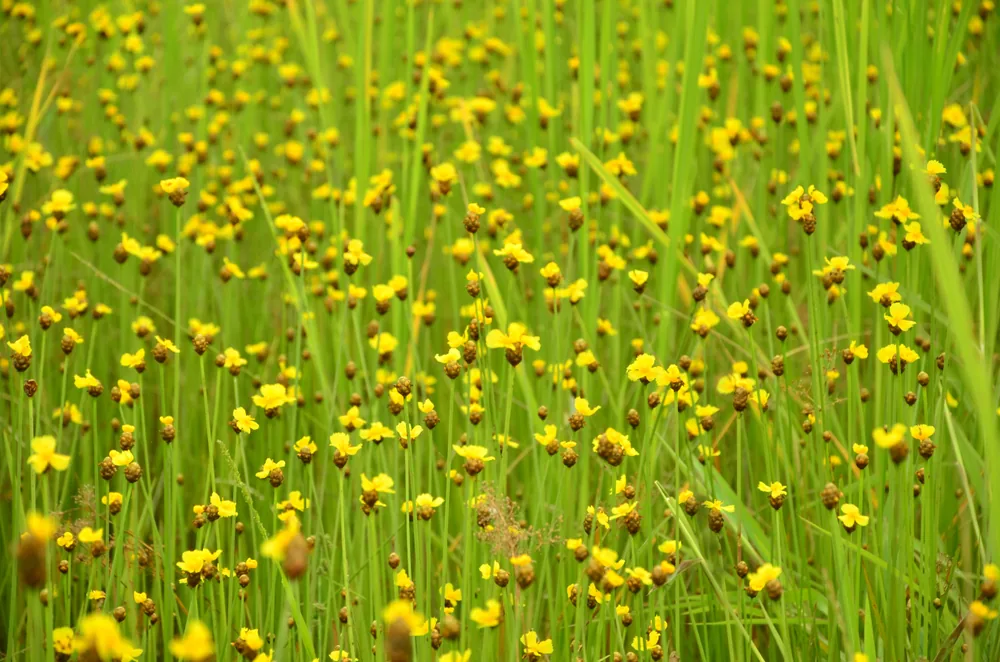 Yellow-Eyed Grass