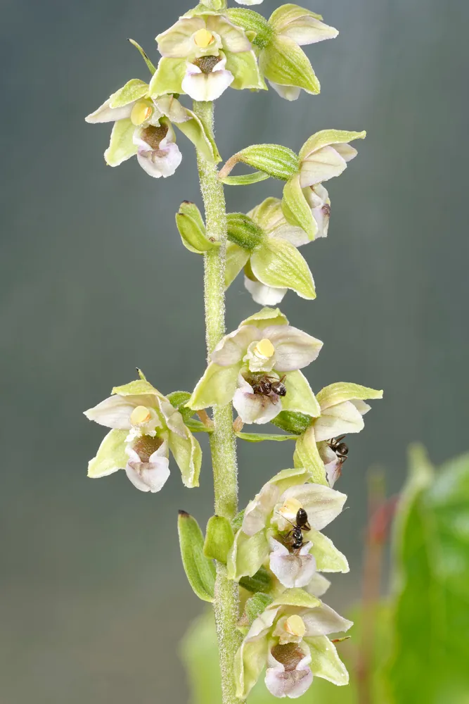 young's helleborine