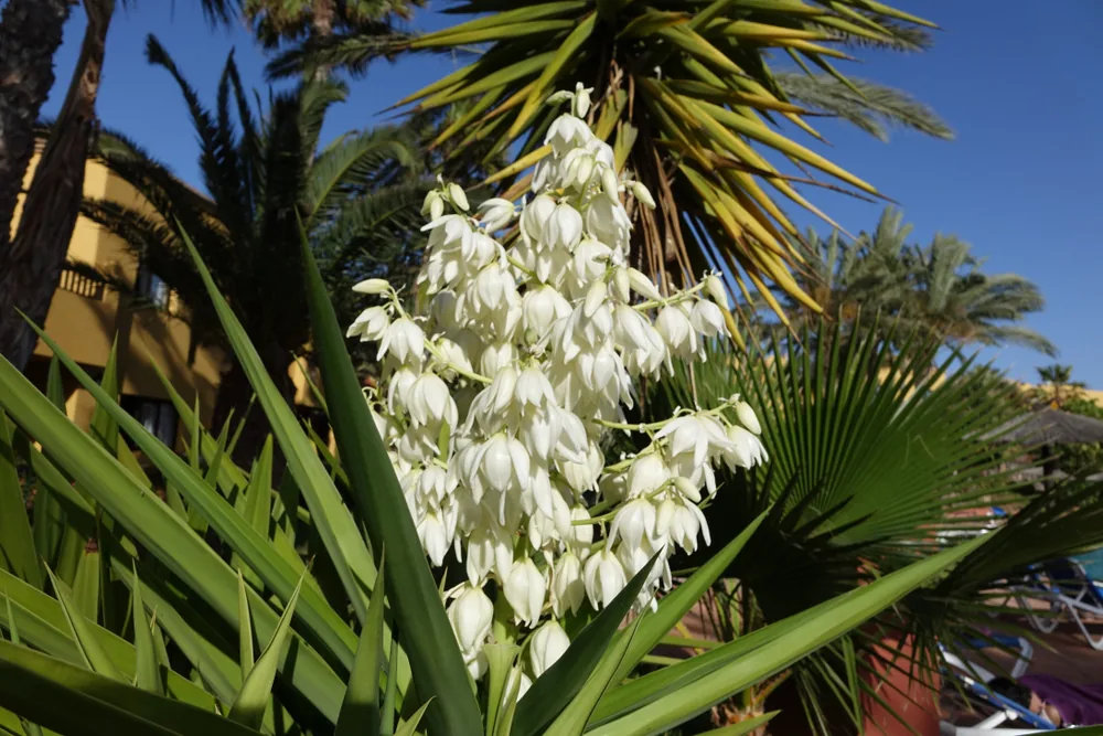 yucca