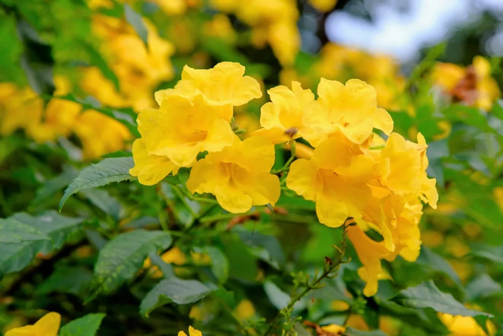 yellow bell