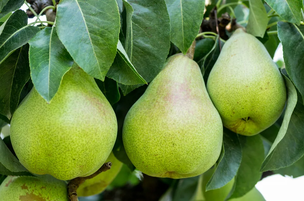 Bartlett Pear