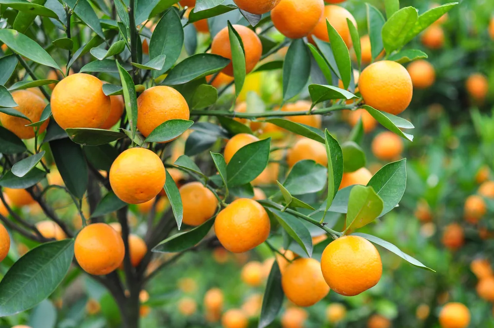 Calamondin
