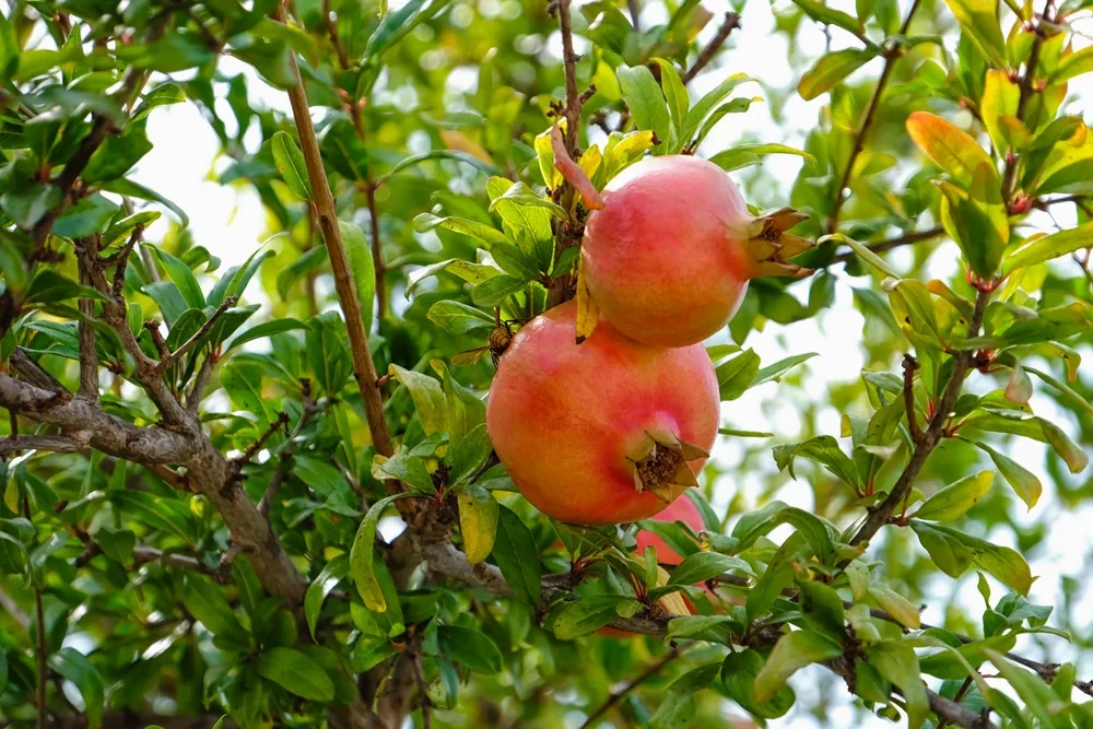 Pomegranate