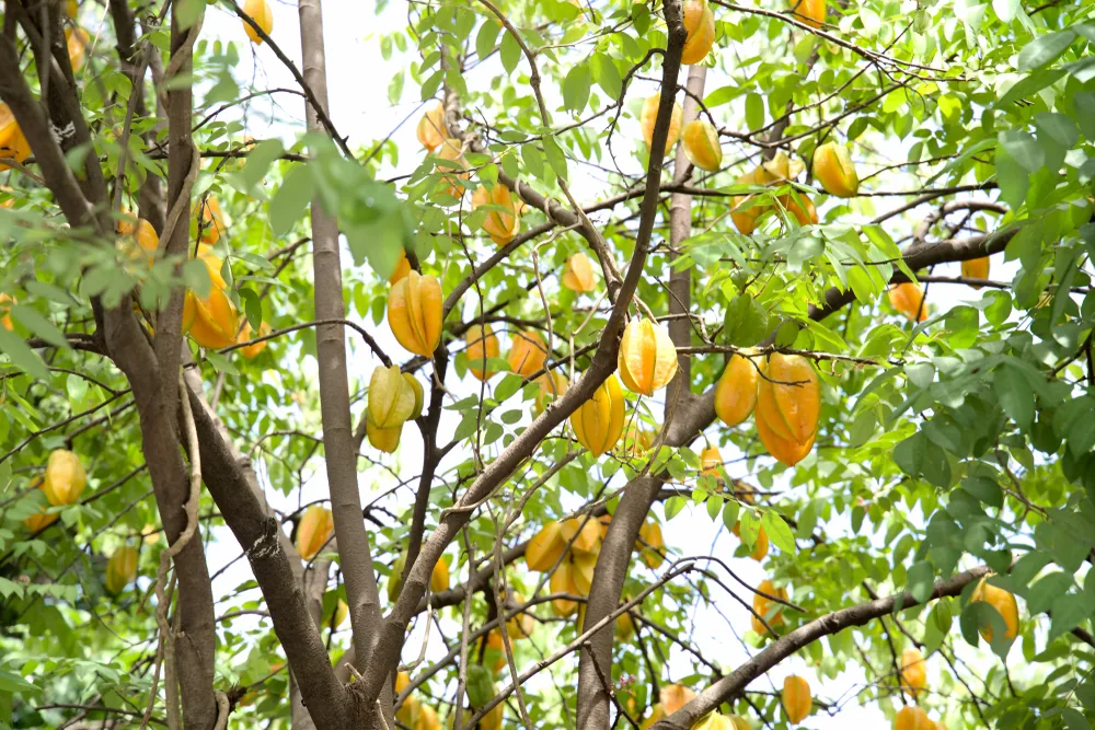 Starfruit