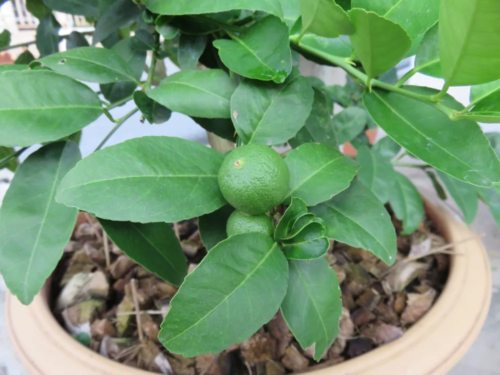Dwarf Persian Lime