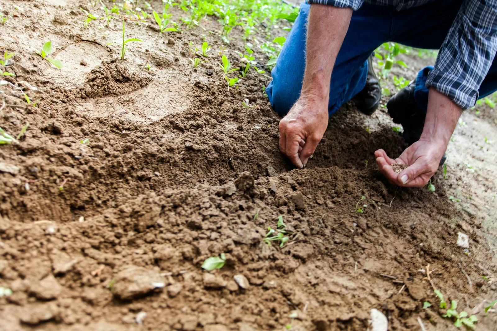 A man planting seeds outdoors