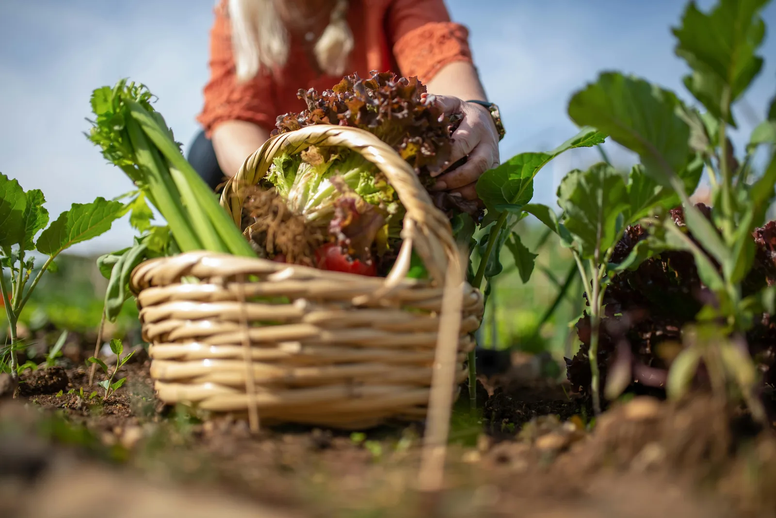 A person harvesting veggies in the day light