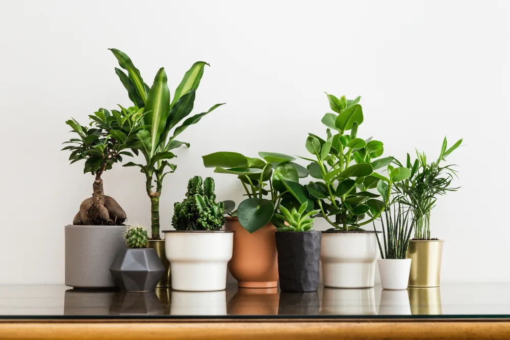 houseplants