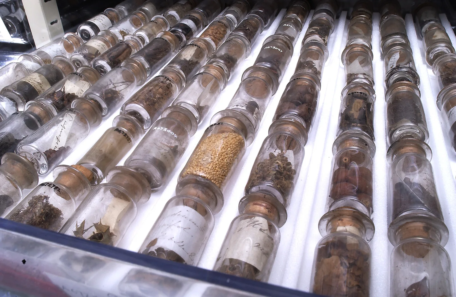 Seeds and roots stored in jars