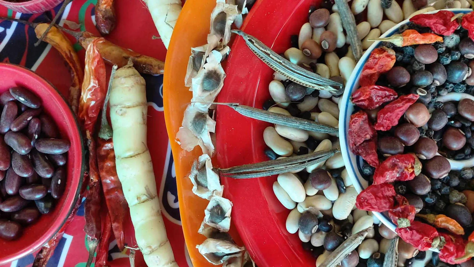 Heirloom plant seed collection