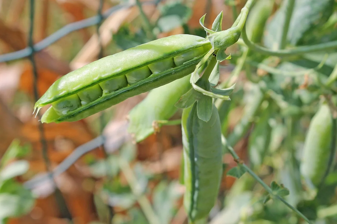 Green peas seeds