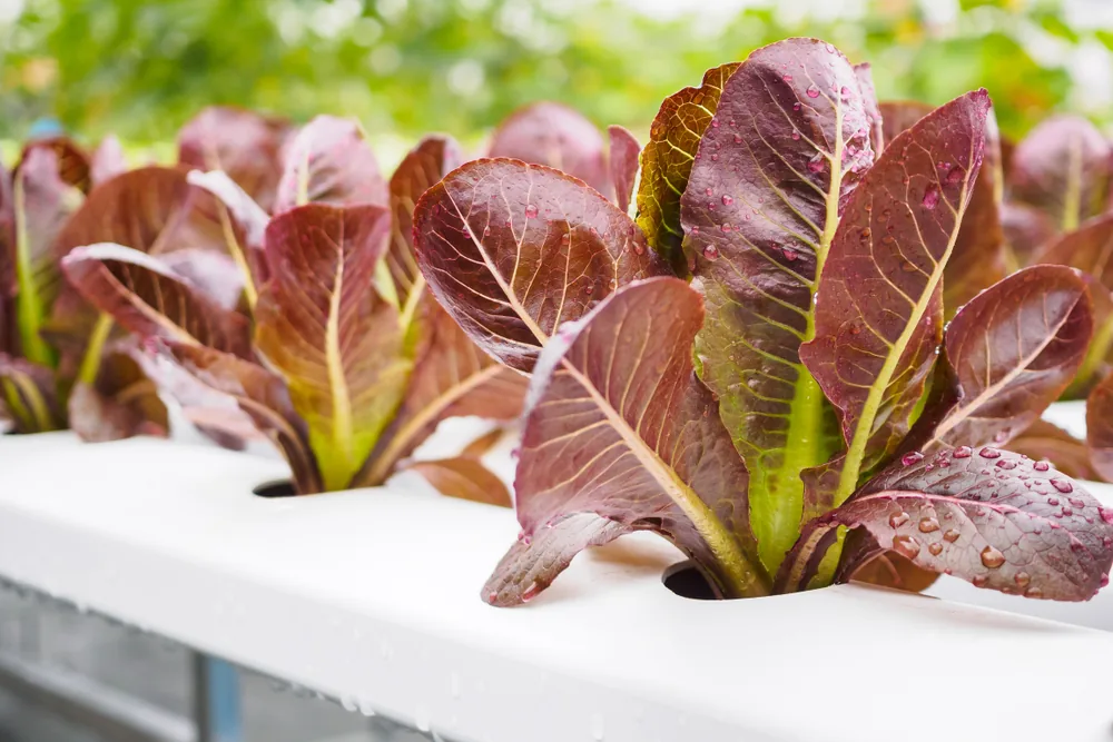 red-leaf-lettuce