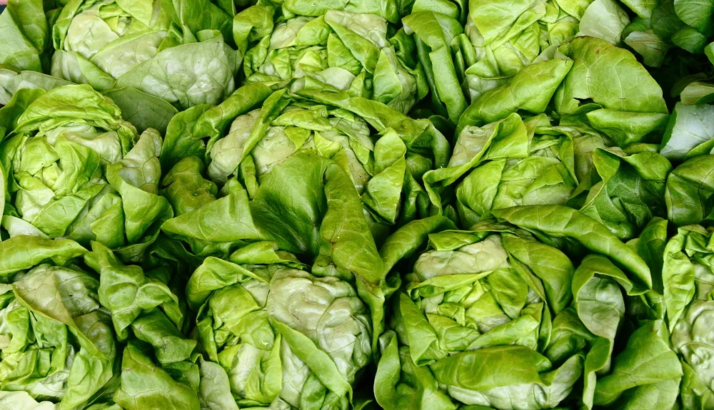 bibb-lettuce