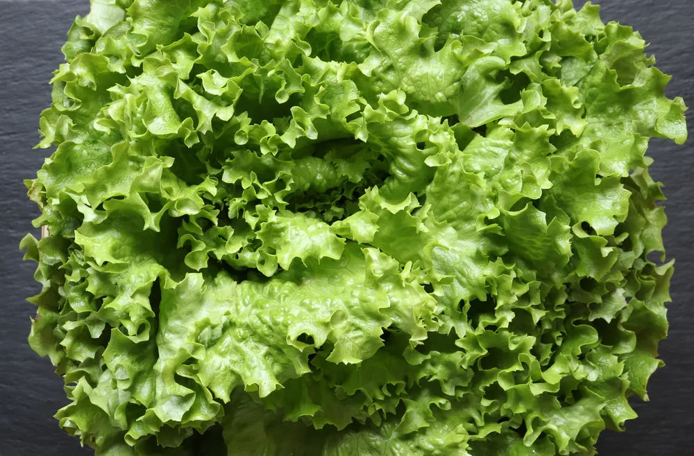 batavian-lettuce