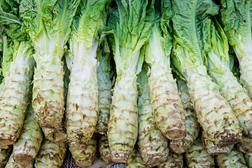 celtuce