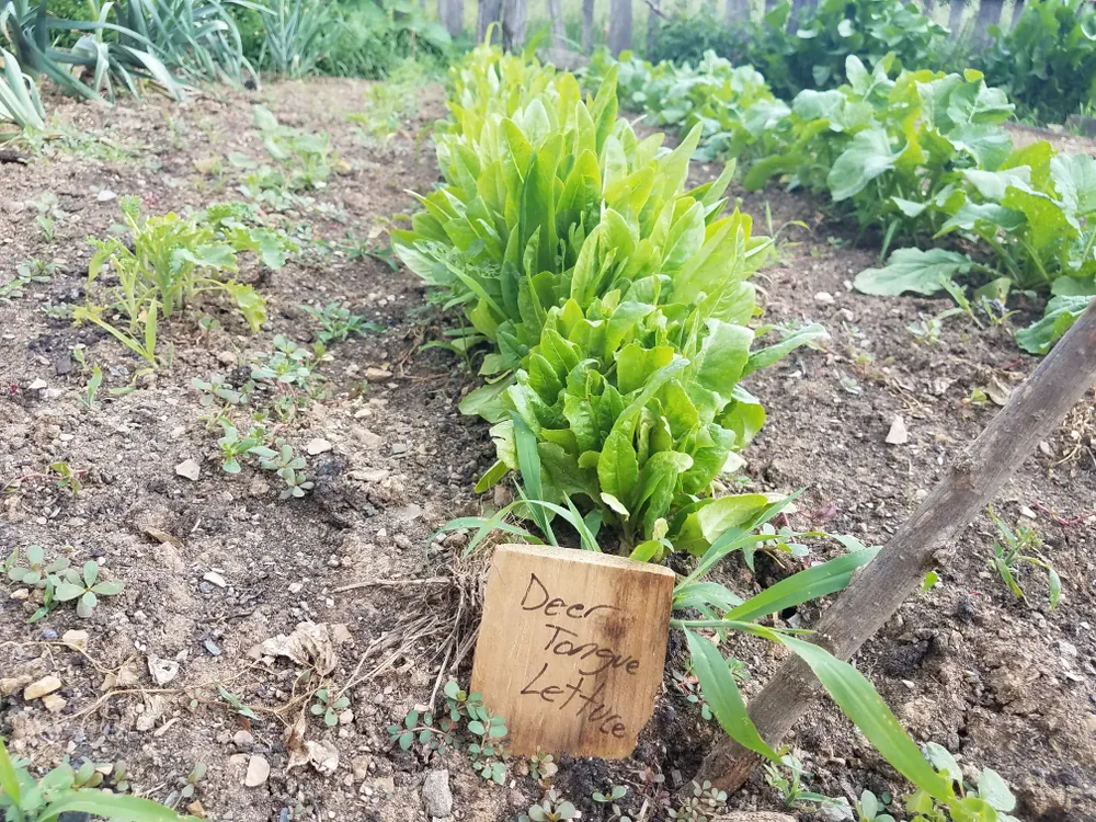 deer‚Äôs-tongue-lettuce