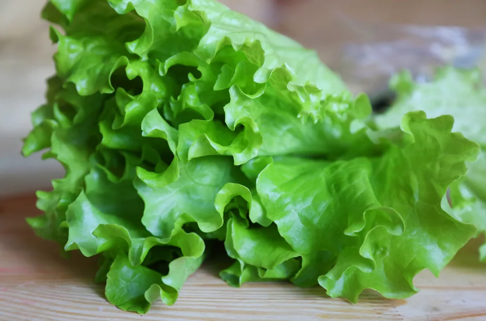 green-leaf-lettuce