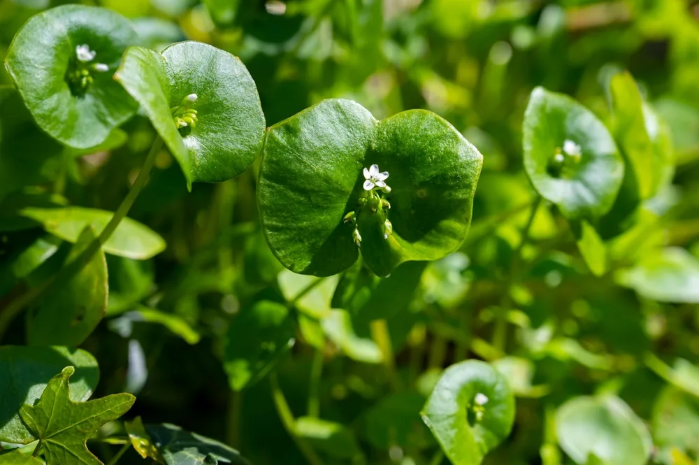 miner‚Äôs-lettuce