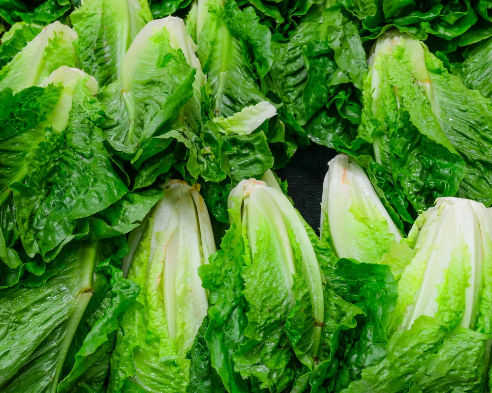 romaine-lettuce