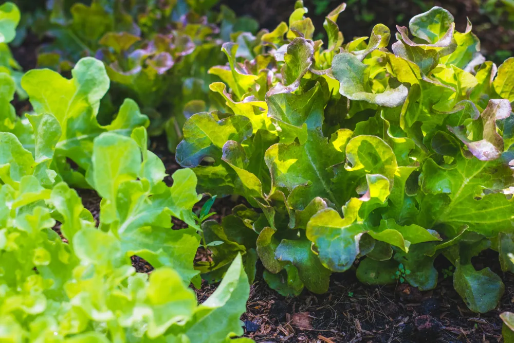 oak leaf lettuce