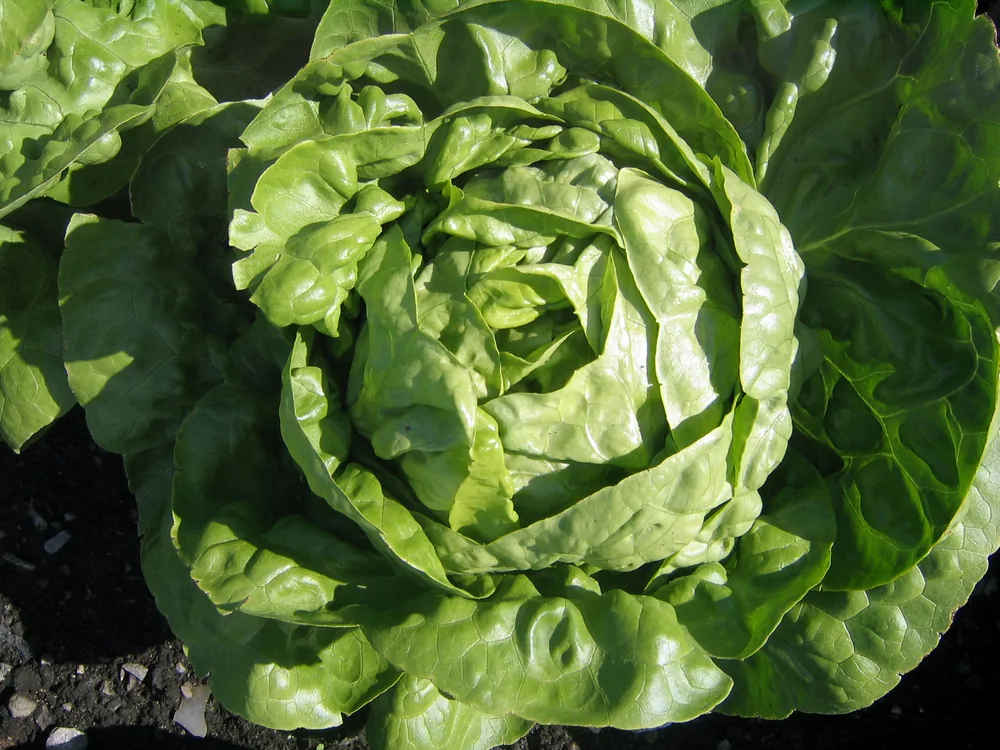 boston-lettuce