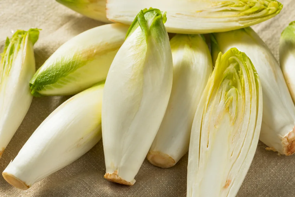 belgian-endive
