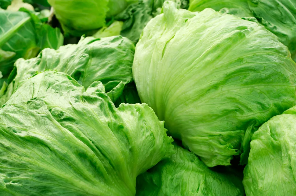 iceberg-lettuce