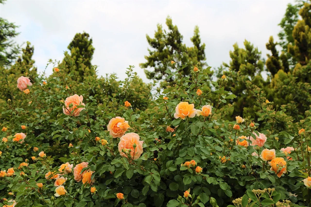A garden full of orange roses