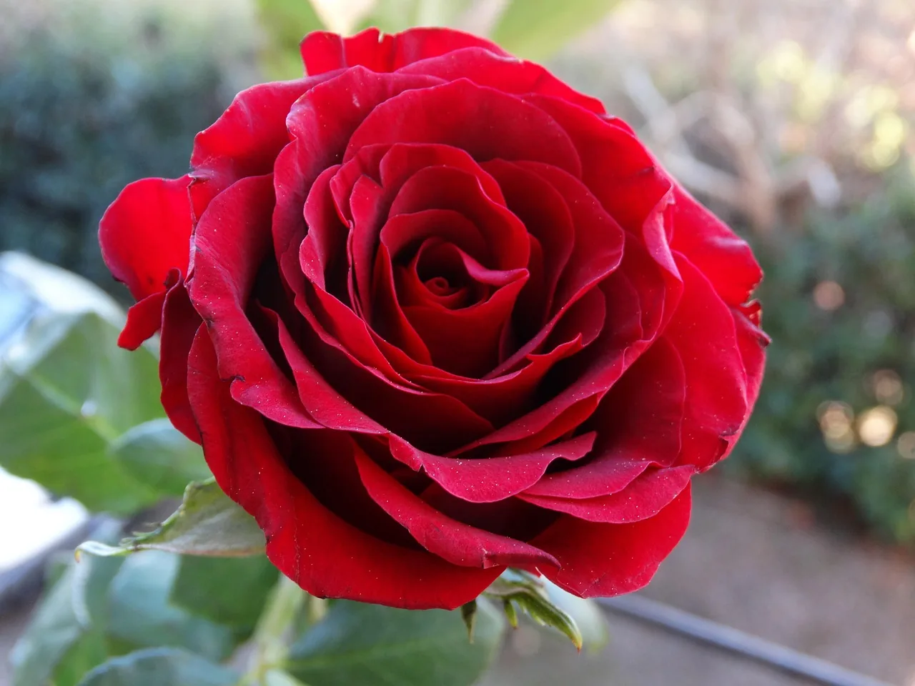 Mister Lincoln' Hybrid Tea Rose