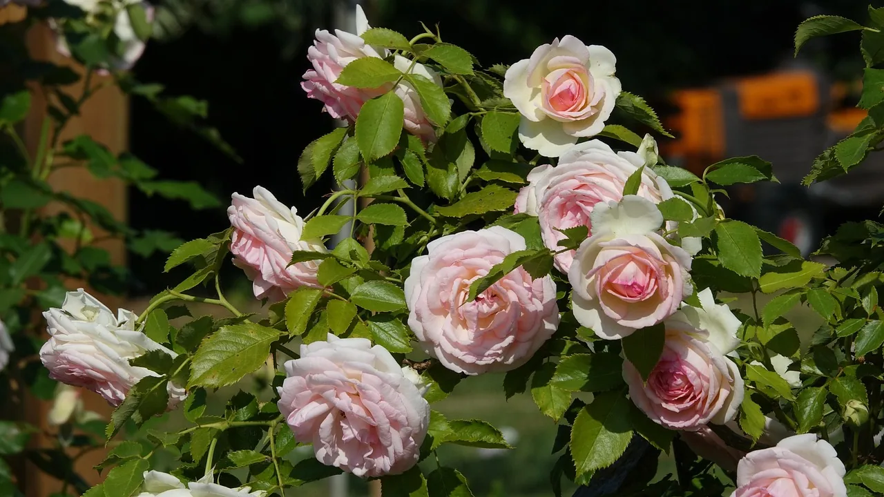 Pierre de Ronsard rose