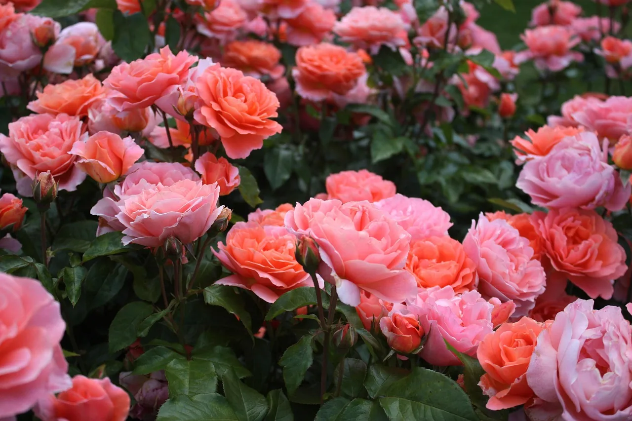 A garden full of pink roses