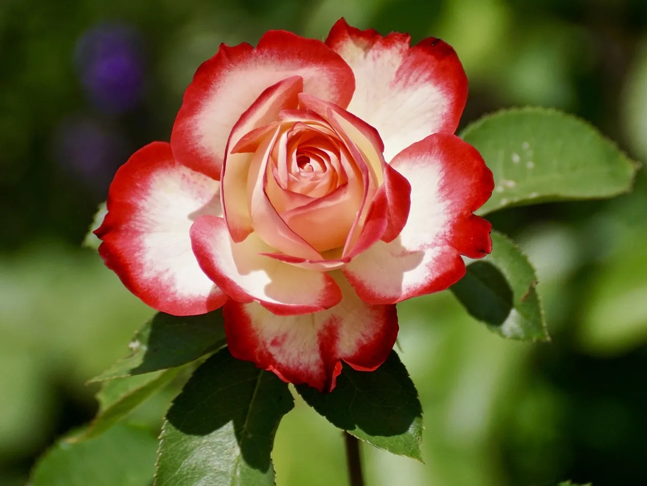 Double Delight' Hybrid Tea Rose