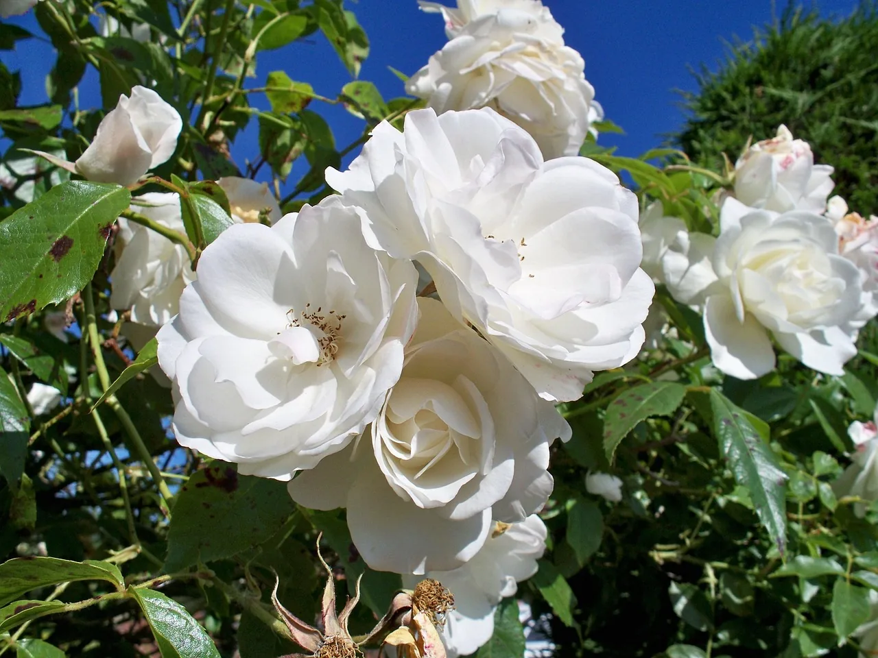 Iceberg' Floribunda Rose