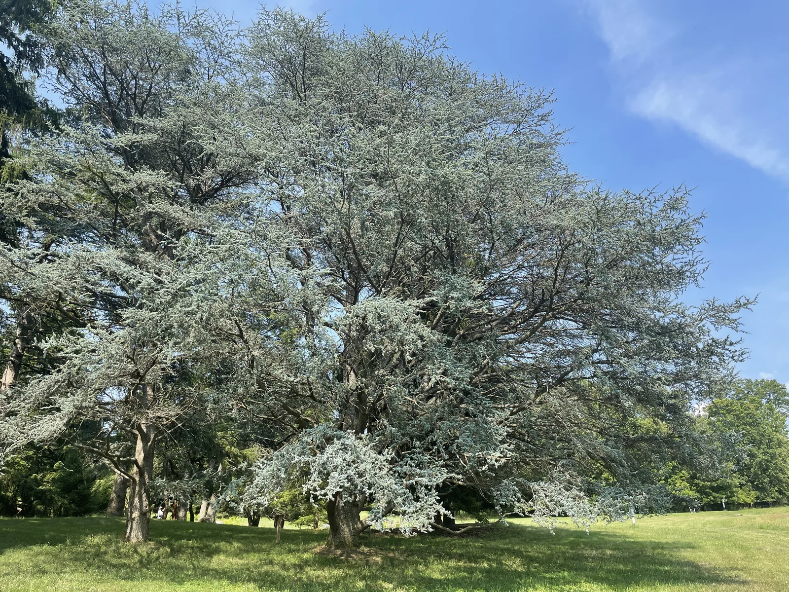 Blue Atlas Cedar in an open field