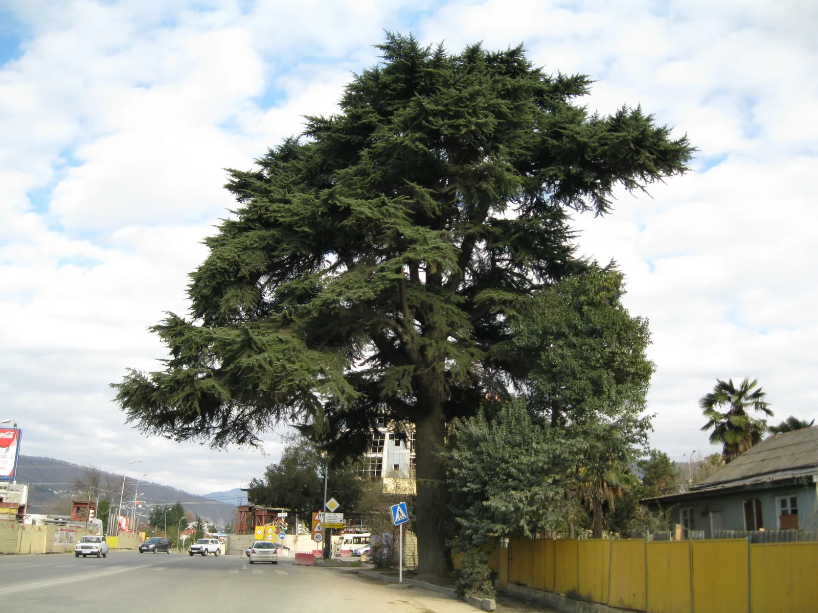 150 year old Deodar Cedar on a street