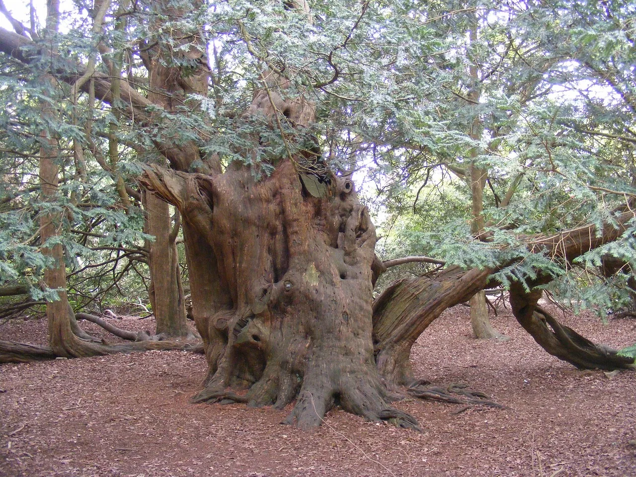 Old English yew tree in an open area