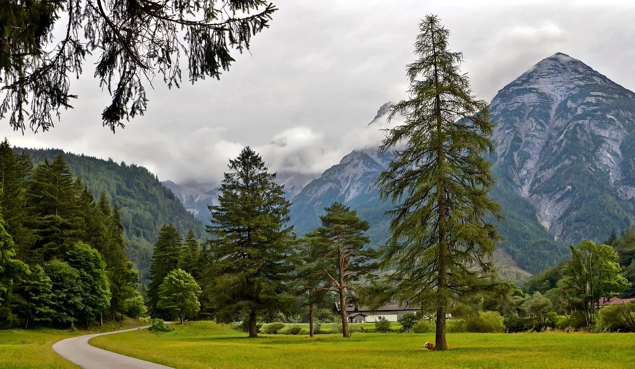 Norway Spruce tree with a mountain backdrop