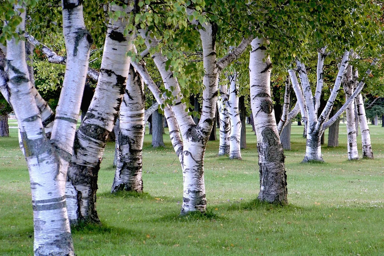 Himalayan Birch tree