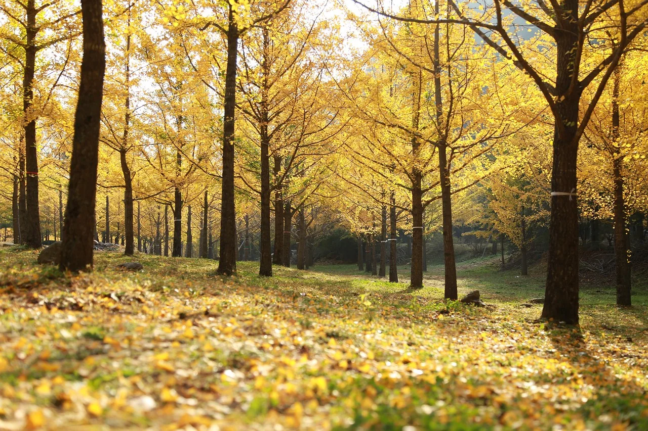 Ginkgo with yellow leaves