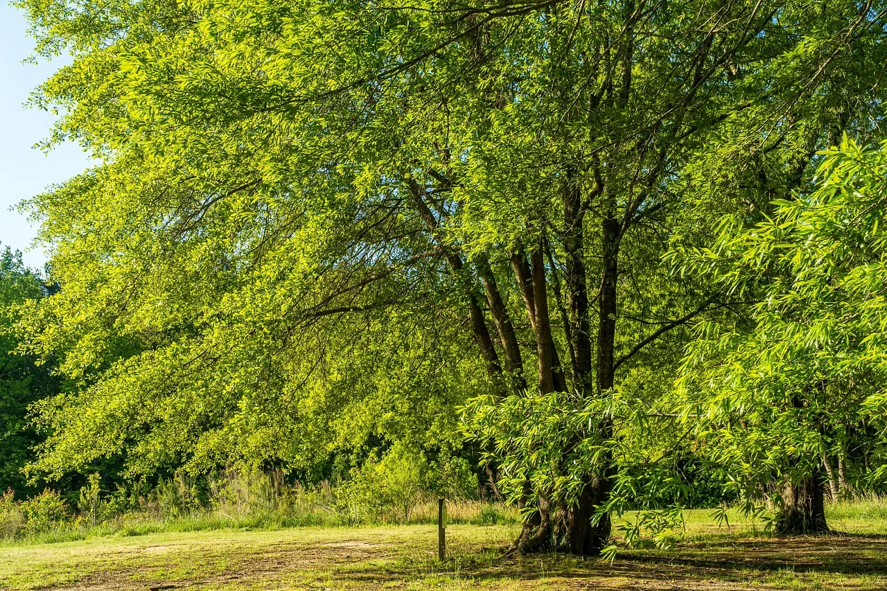 Black Walnut tree in the day time