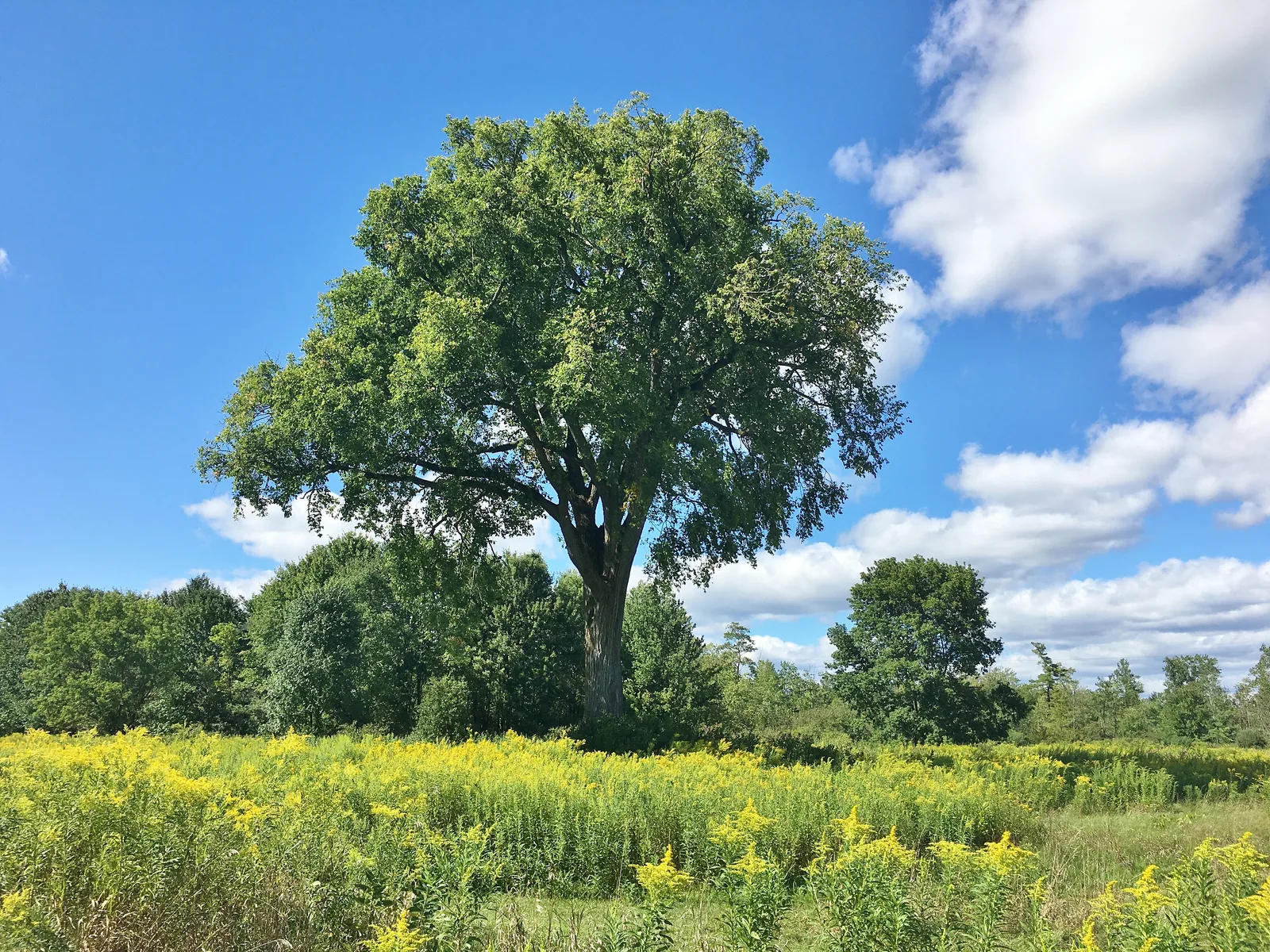 American Elm tree in a field