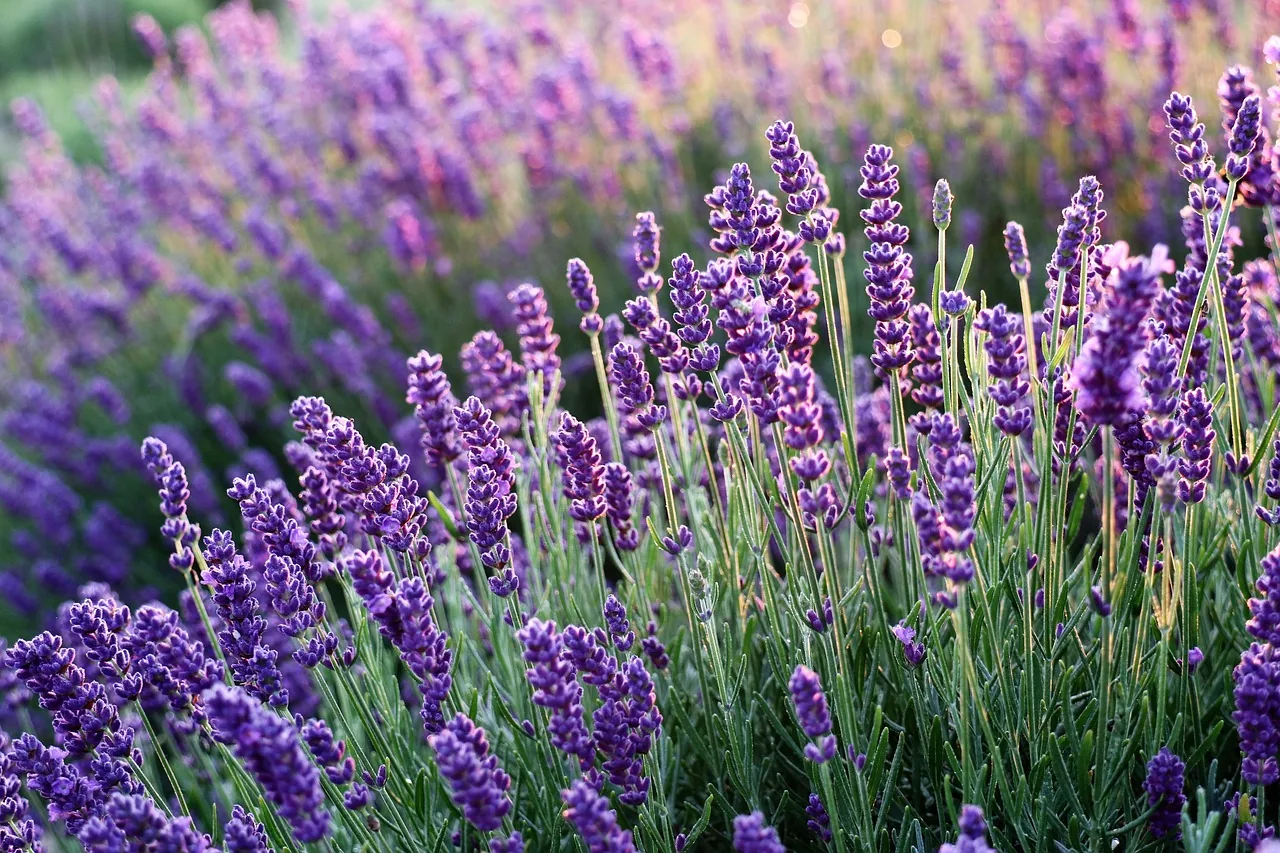 Bright purple lavender flowers in the garden to combat pests