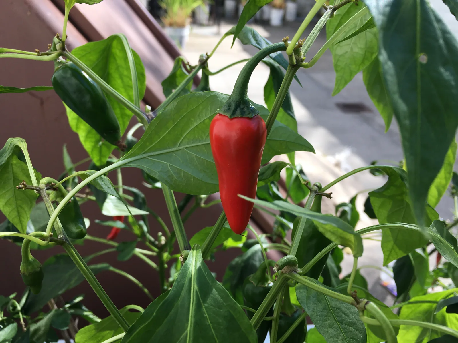 A red cayenne pepper growing on a plant