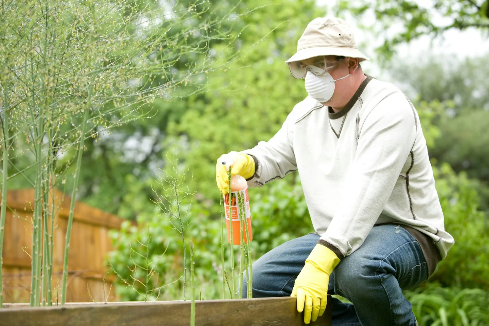 A gardener applying fertilizer to plants