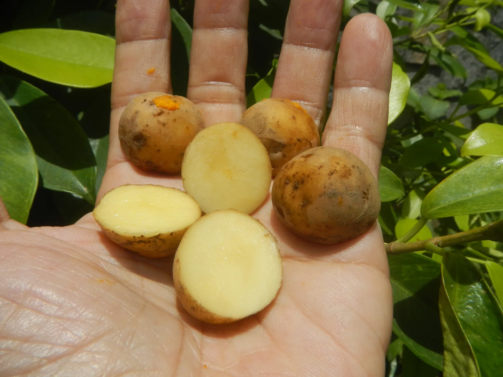 Someone holding slices of baby potatoes